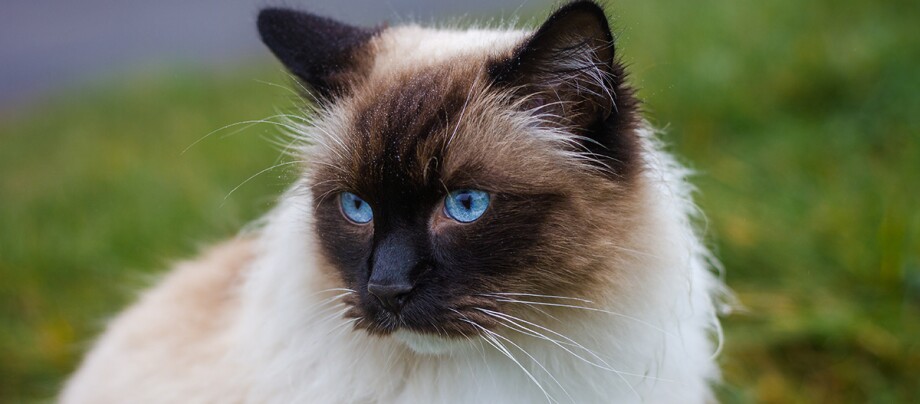 Ragdoll - Charakter, Pflege und Haltung Ragdoll - Charakter, Pflege und Haltung