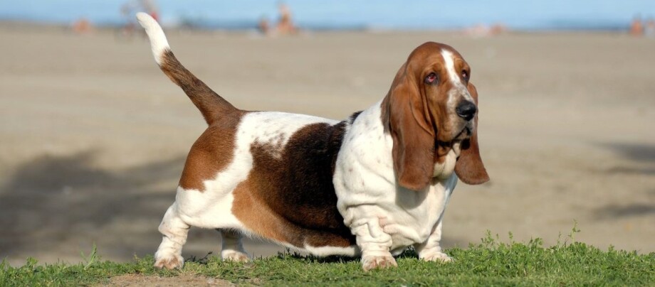 ratgeber-hund-basset-hound Basset hound steht auf einer Wiese