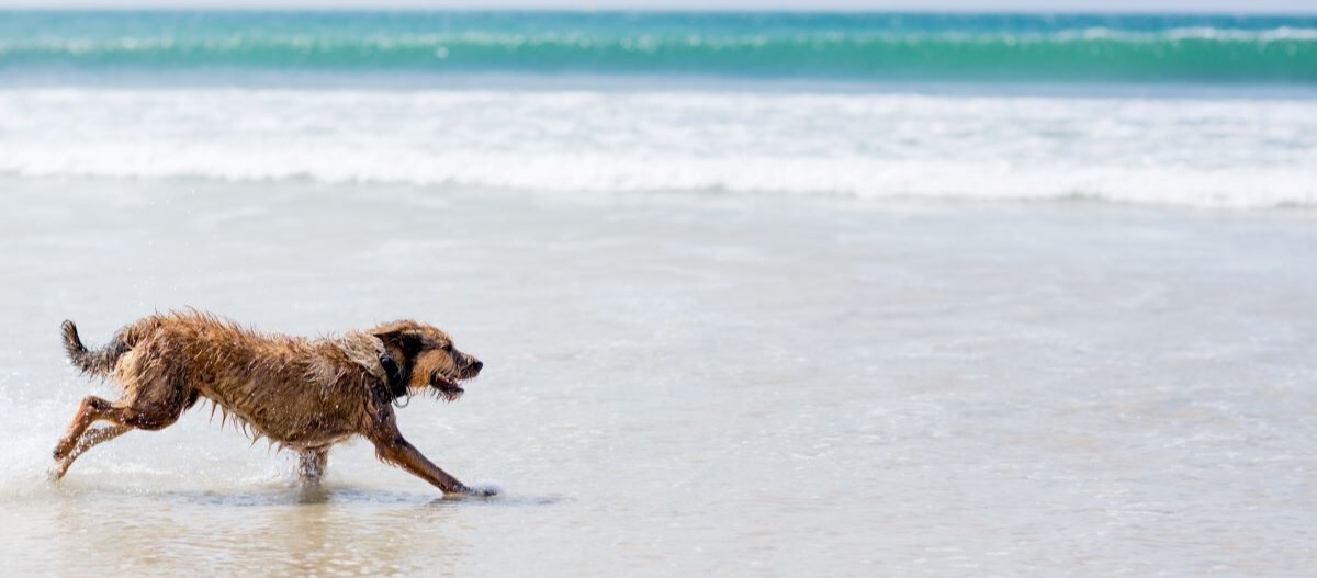 Berger de Picardie rennt auf einem Strand