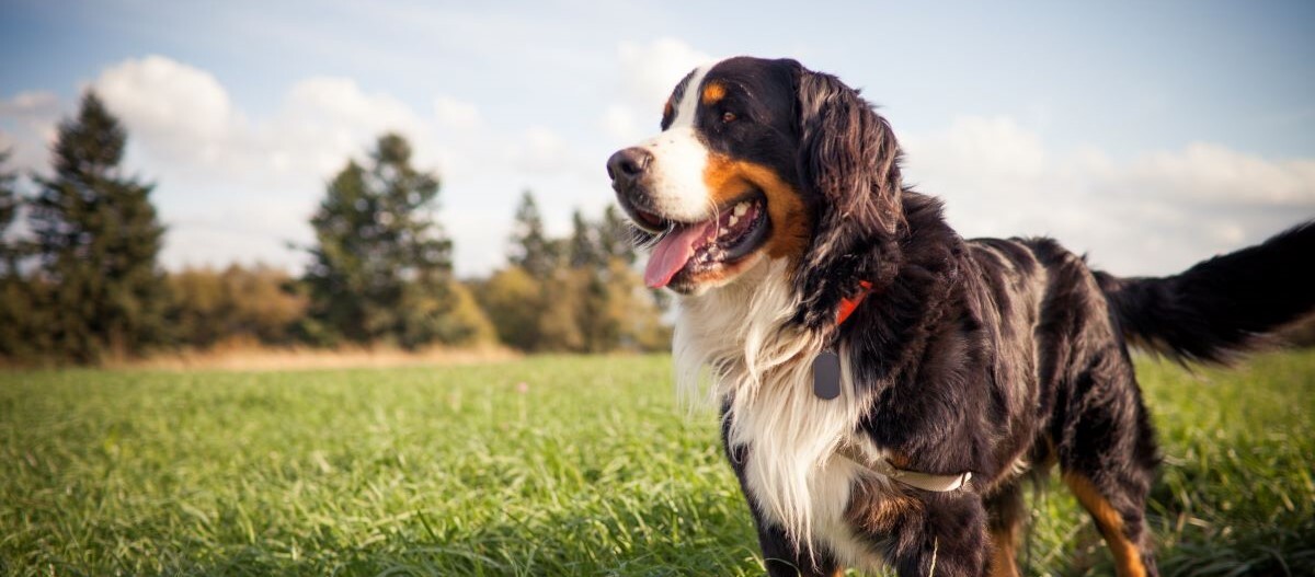 Berner Sennenhund steht auf einer Wiese