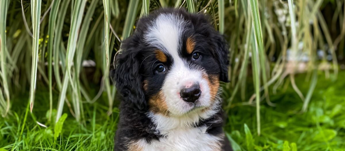 ratgeber-hund-berner-sennenhund-welpe