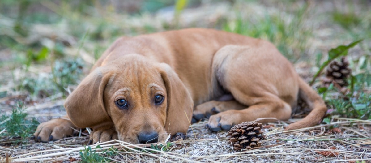 Bloodhoundwelpe liegt im Wald