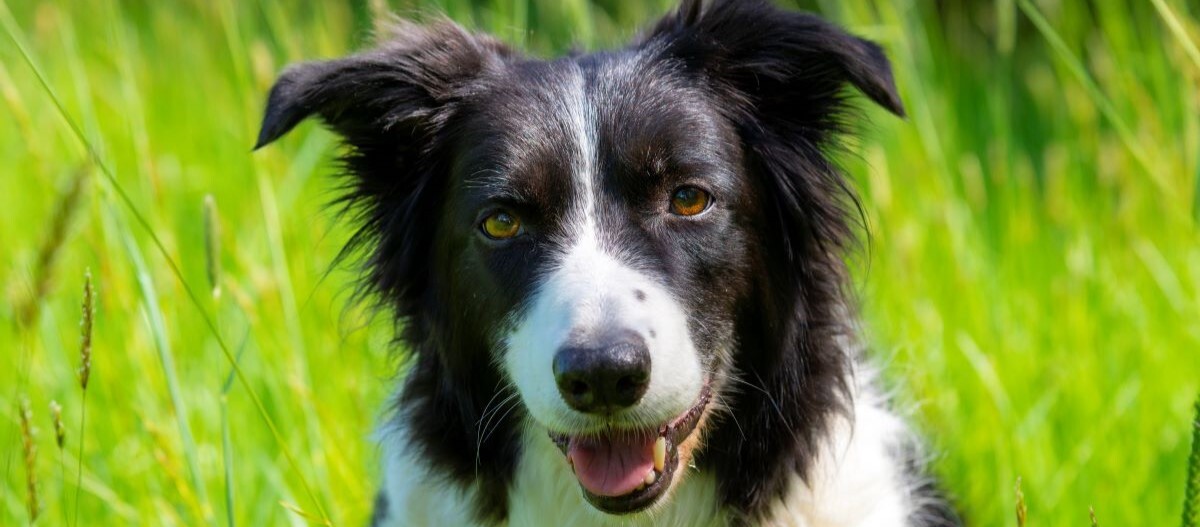 Border Collie sitzt auf einer Wiese