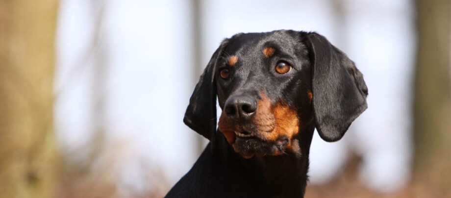 Brandlbracke im Wald schaut über die Schulter