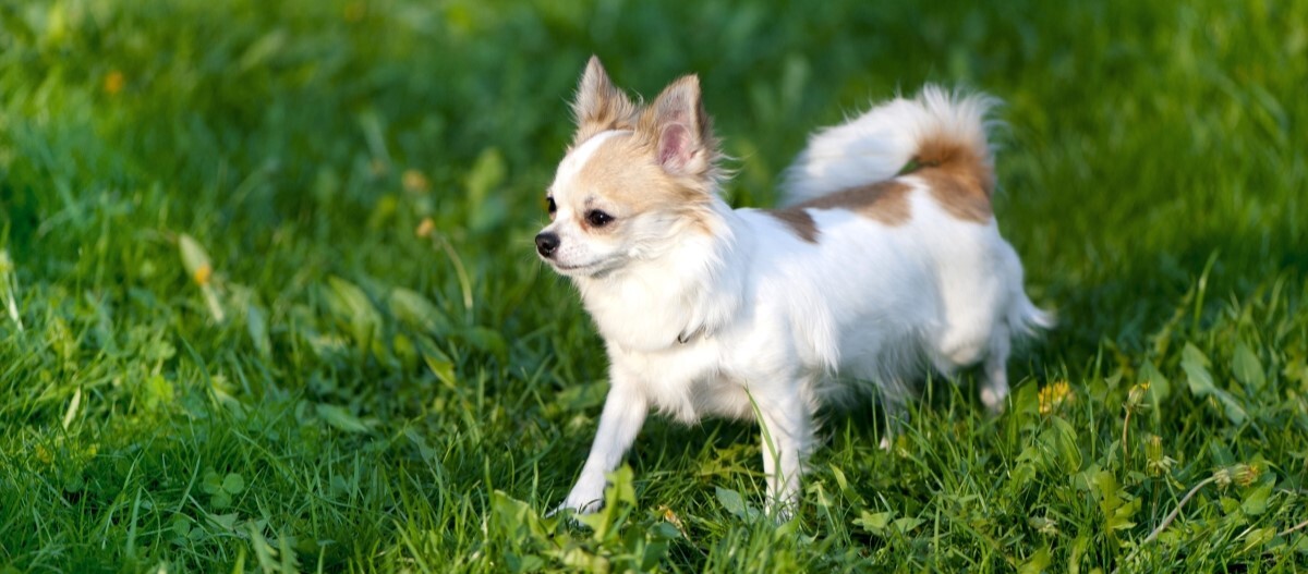 Chihuahua läuft über eine Wiese
