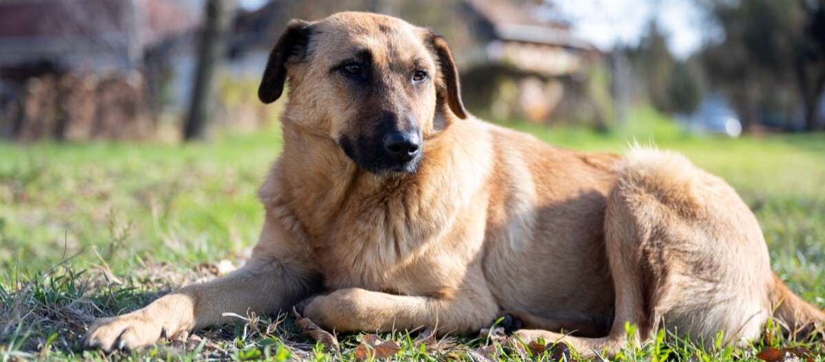 Chinook liegt auf einer Wiese
