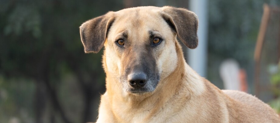 Chinook guckt in die Kamera