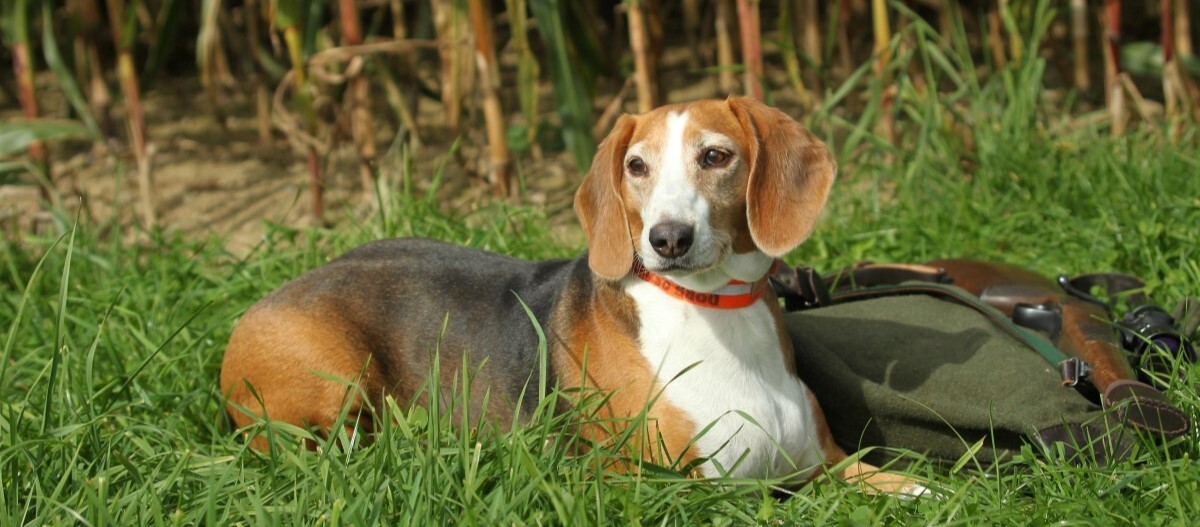 Deutsche Bracke liegt auf einer Wiese