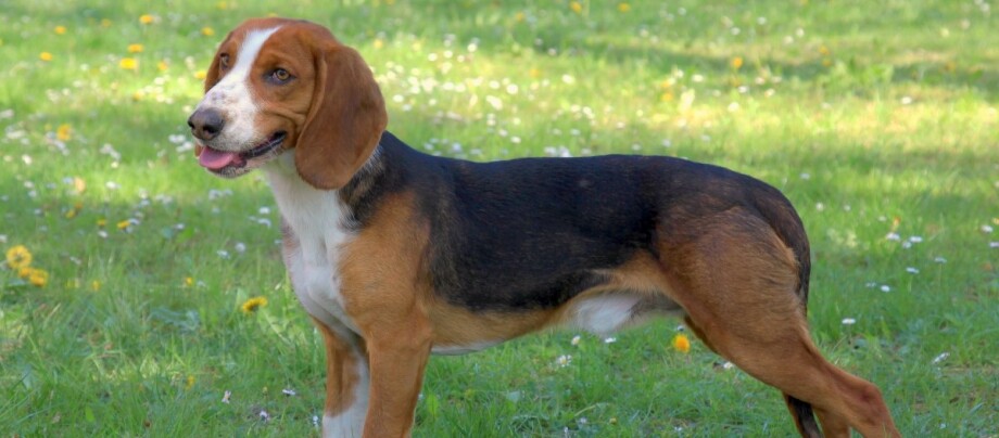 Deutsche Bracke steht auf einer Wiese