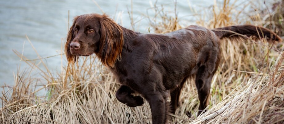 Deutsch Langhaar lÀuft ein Seeufer entlang