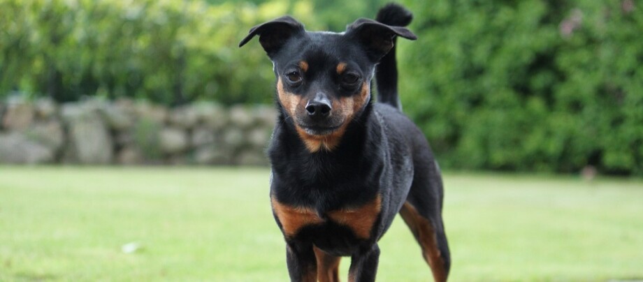 Deutscher Pinscher steht in einem Garten