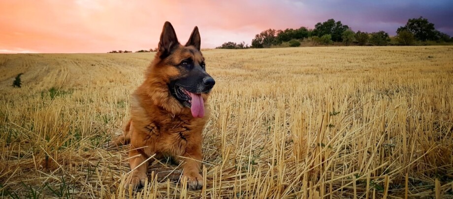 Deutscher SchÀferhund liegt auf einem Feld und schaut zur Seite