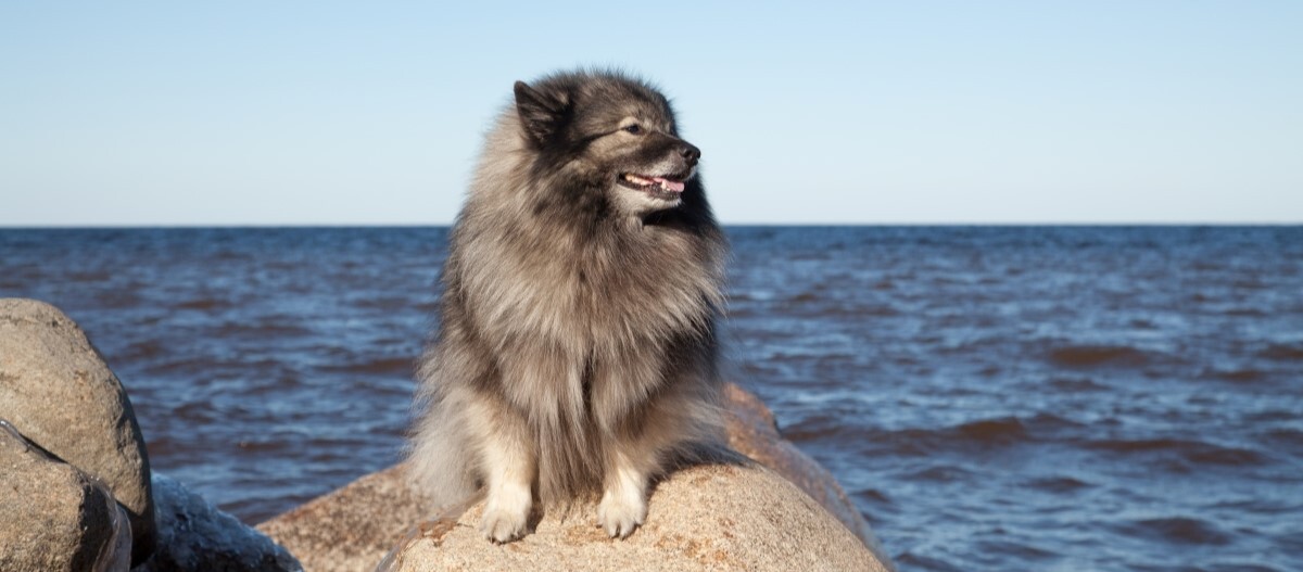 Ein Deutscher Spitz sitzt auf einem Felsen vor dem Meer
