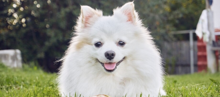 Nahaufnahme einer Deutschen Spitz