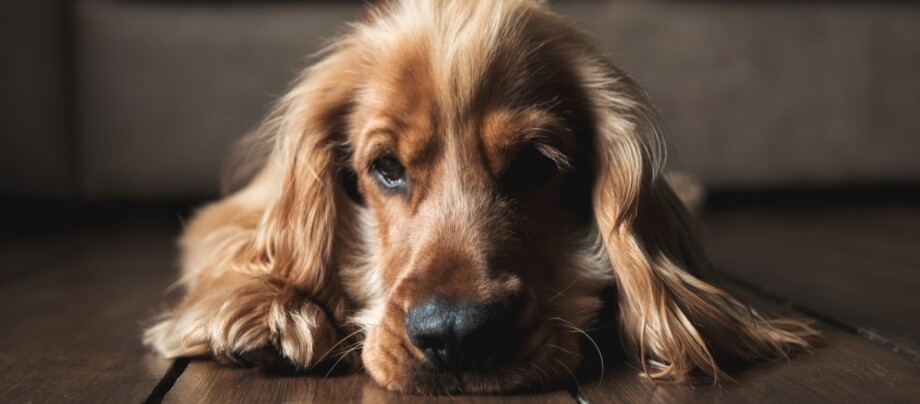 English Cocker Spaniel liegt auf dem Boden