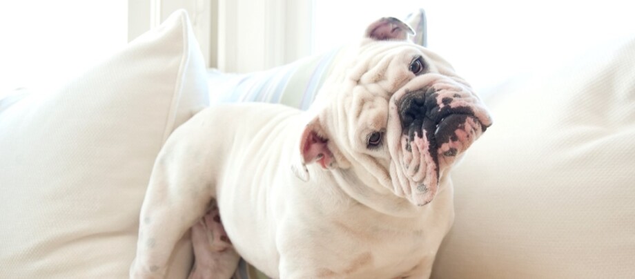 Englische Bulldogge steht auf einem Sofa und legt den Kopf schief