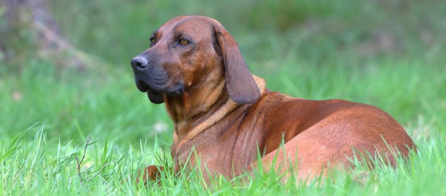 Hannoverscher Schweisshund liegt im Gras