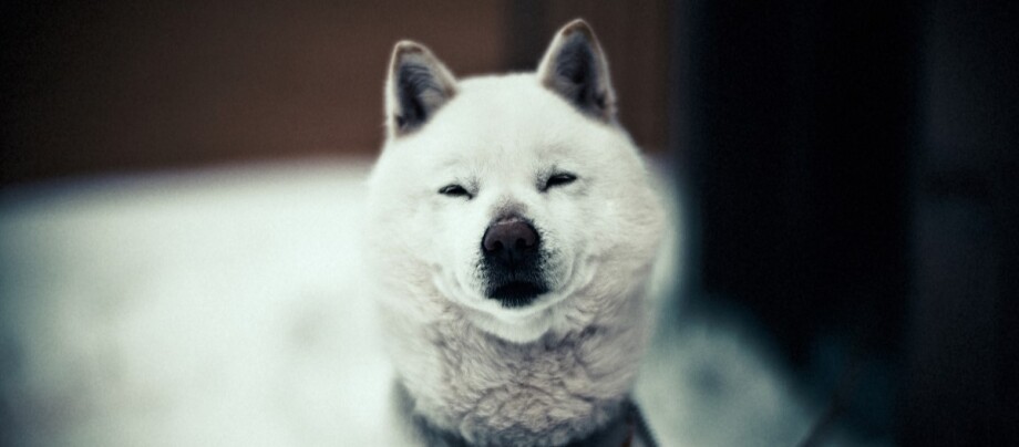 Nahaufnahmen eines Hokkaidos im Schnee