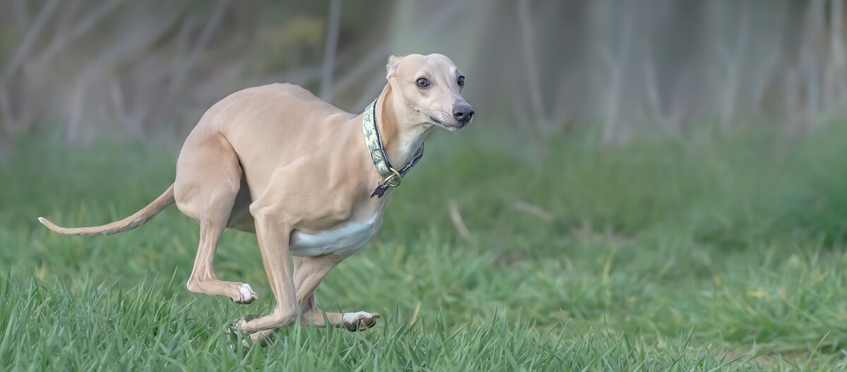 Italienisches Windspiel rennt über eine Wiese