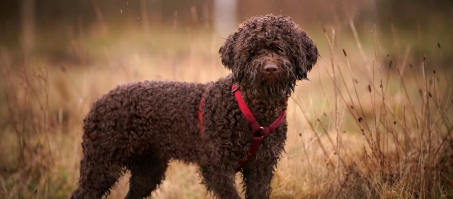 Ein Lagotto Romagnolo steht in einem Feld