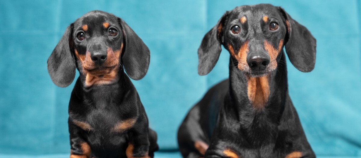 Ein junger und ein älterer Dackel sitzen auf einer Couch und schauen nach vorne