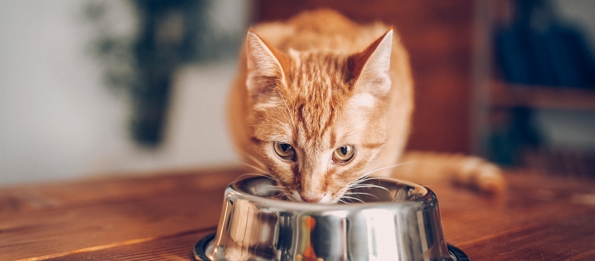 Katze frisst aus einem Napf Katze frisst aus einem Napf