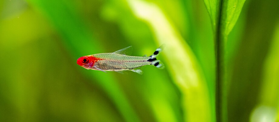 Rotkopfsalmler (Hemigrammus rhodostomus) Rotkopfsalmler (Hemigrammus rhodostomus)