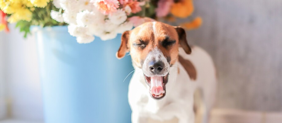 Hund beim Rückwärtsniesen Hund beim Rückwärtsniesen