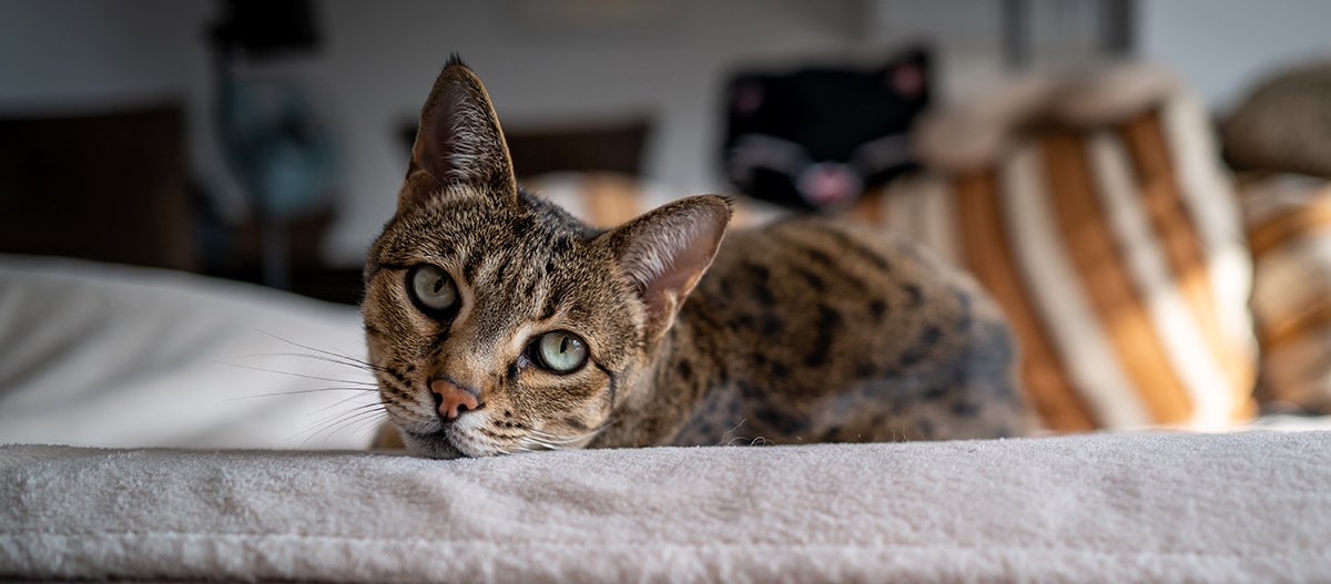 Savannah Katze Savannah Katze