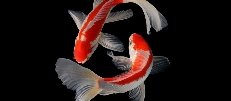 Butterfly Koi Butterfly Koi