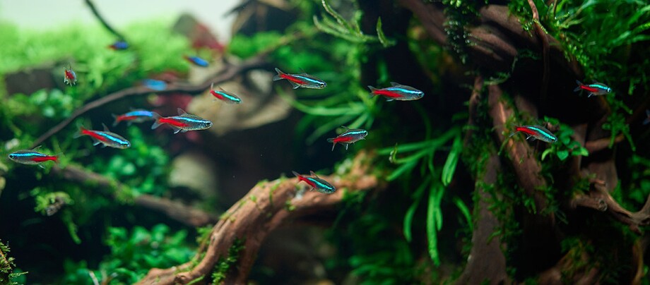 Neonsalmler / Neonfische Neonsalmler / Neonfische