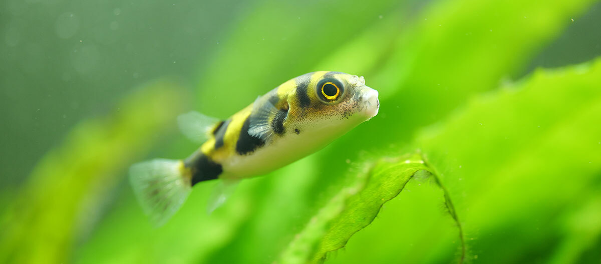 Schwarz-gelber Asselkugelfisch Schwarz-gelber Asselkugelfisch