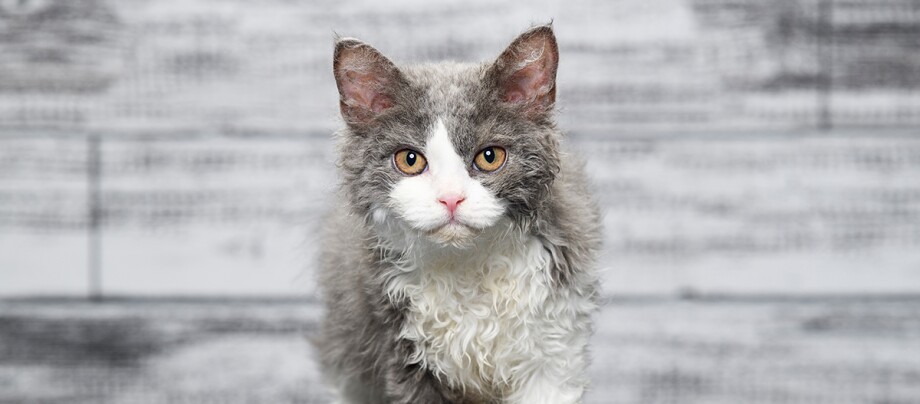 Selkirk Rex Selkirk Rex