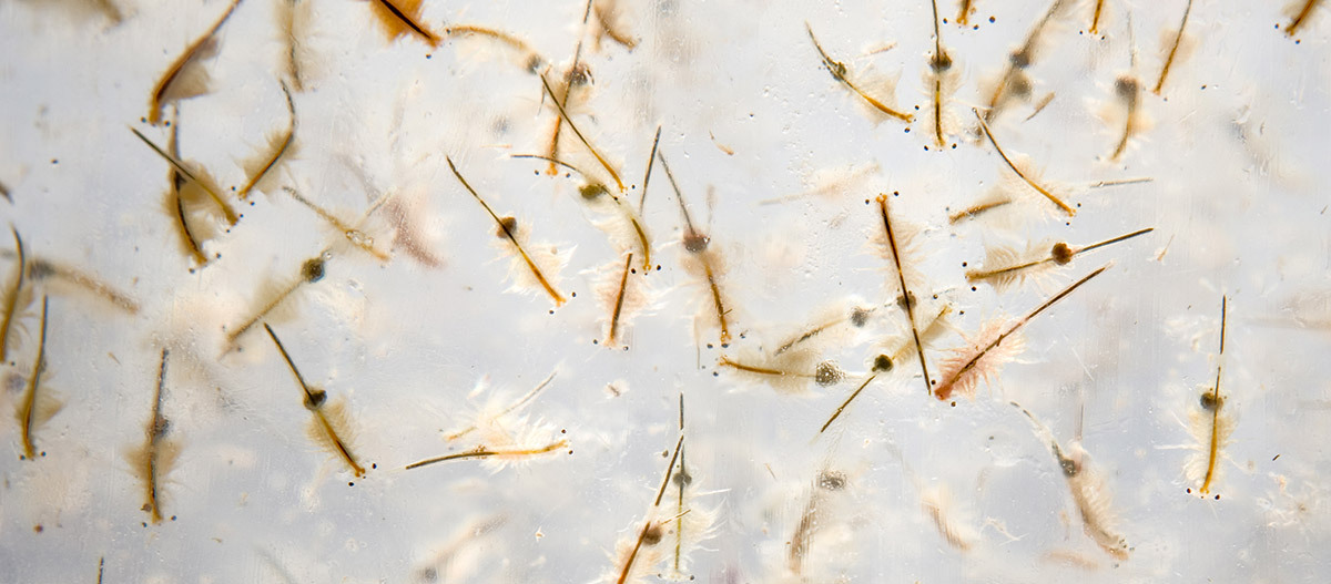 Krebse im Wasser Krebse im Wasser