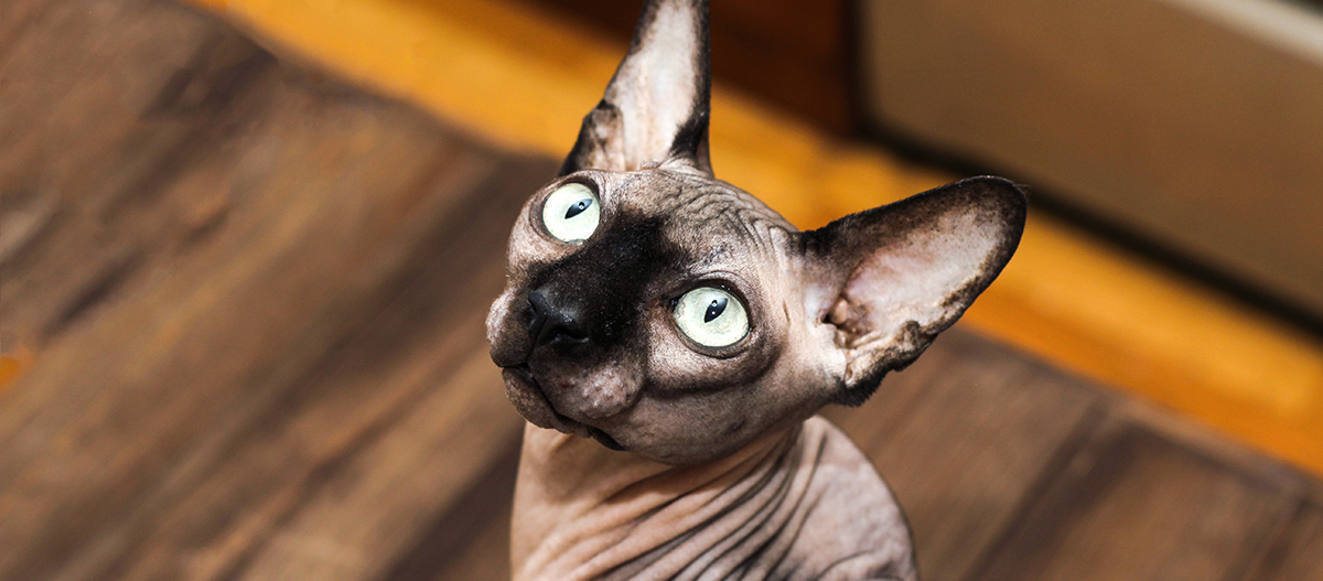 Kanadische Sphynx Kanadische Sphynx