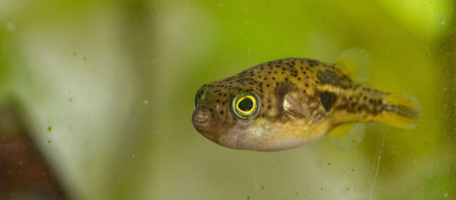 Süßwasser-Kugelfisch im Aquarium Süßwasser-Kugelfisch im Aquarium