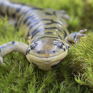 Tigersalamander Tigersalamander