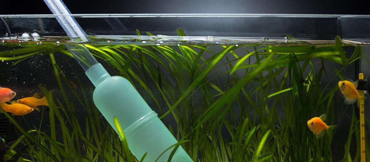 Wechsel und Reinigung des Aquariumwassers Wechsel und Reinigung des Aquariumwassers