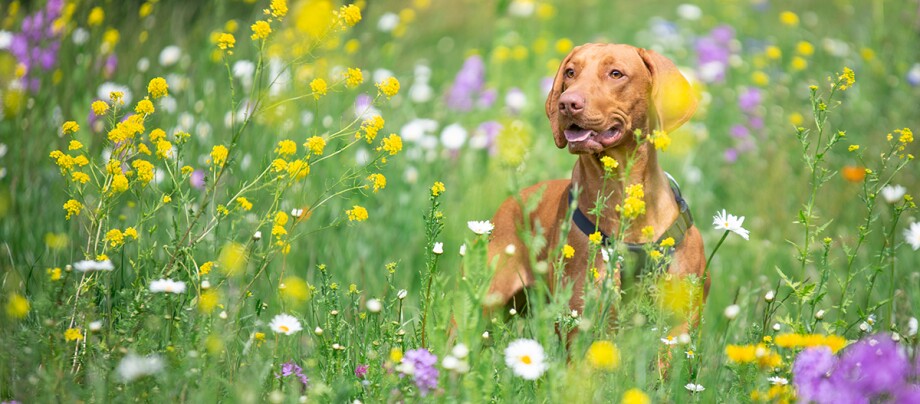 Weimaraner auf blühender Wiese Weimaraner auf blühender Wiese
