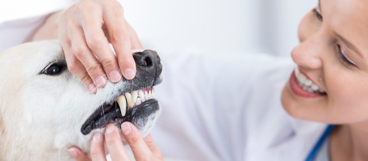 Hundezähne werden von der Zahnärztin kontrolliert Hundezähne werden von der Zahnärztin kontrolliert