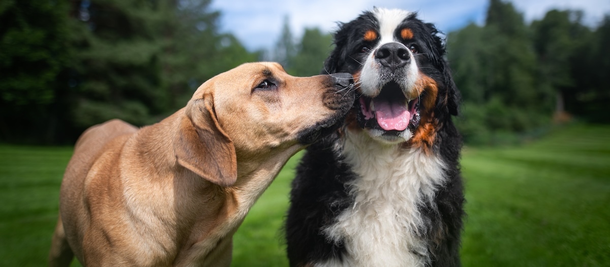 Zwei Hunde spielen miteinander im Park Zwei Hunde spielen miteinander im Park