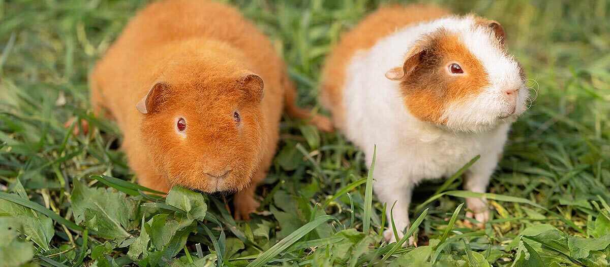 Zwei Meerschweinchen stehen im Gras Zwei Meerschweinchen stehen im Gras