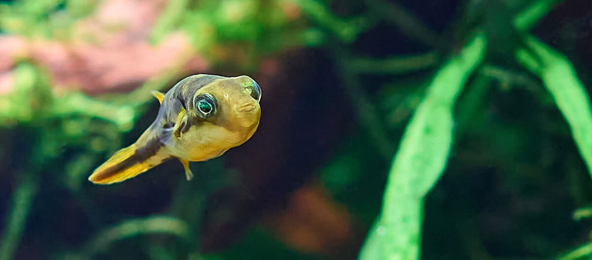 Zwergkugelfisch im Süßwasser-Aquarium Zwergkugelfisch im Süßwasser-Aquarium