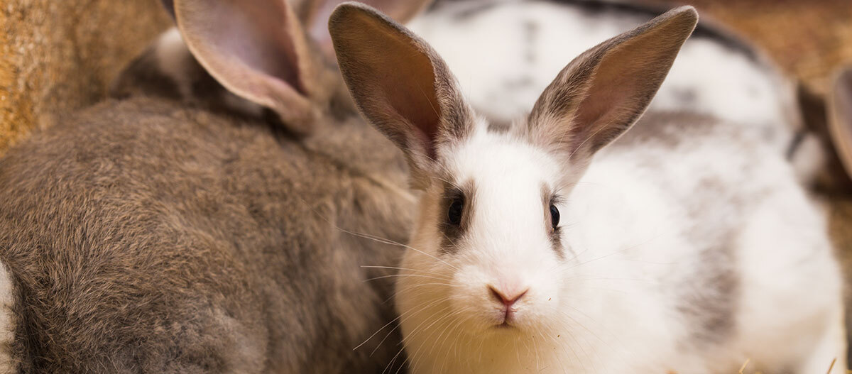 2-kaninchen-im-stall Mehrere Kaninchen sitzen im Stall