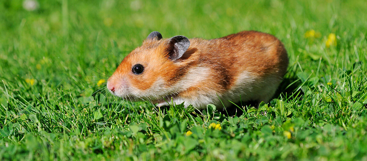 Hamster_auf_gruener_Wiese1200x527px Ein Hamster läuft auf einer grünen Wiese.