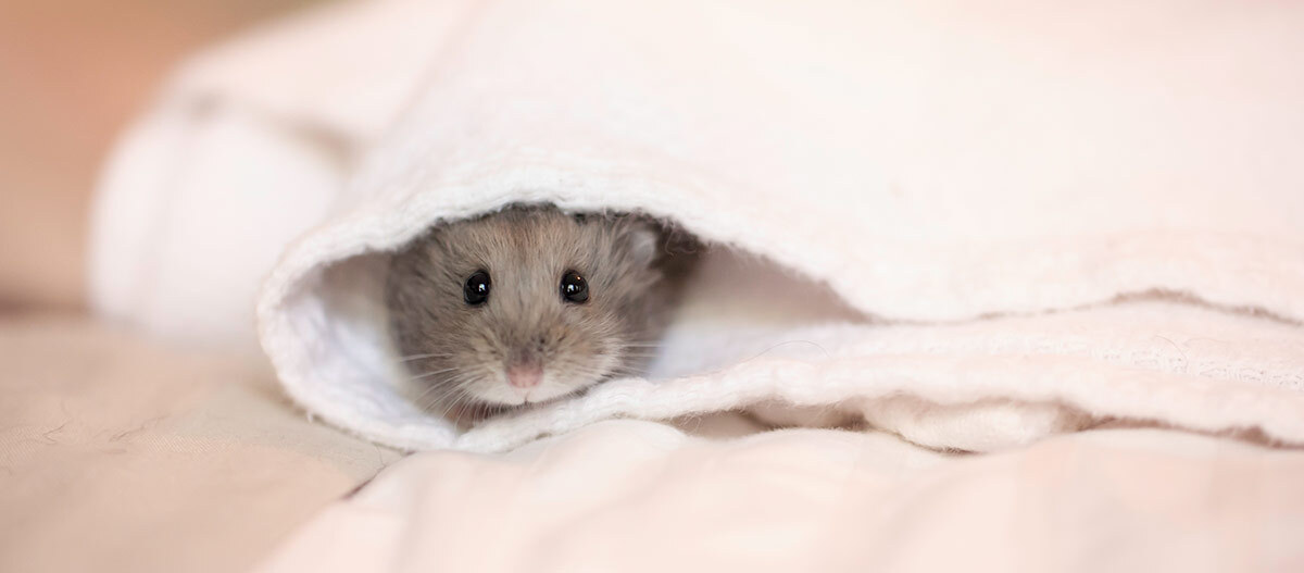 Ein Zwerghamster ist in einem Handtuch.