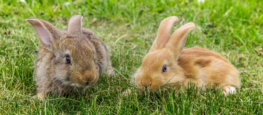 Zwei Kaninchen liegen auf einer gruenen Wiese. Zwei Kaninchen liegen auf einer gruenen Wiese.