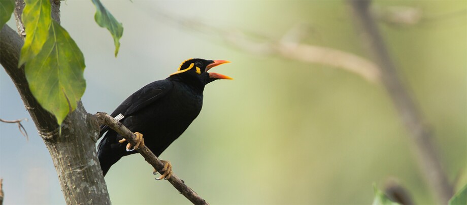 Ein Beo-Vogel sitzt auf einem Ast Ein Beo-Vogel sitzt auf einem Ast
