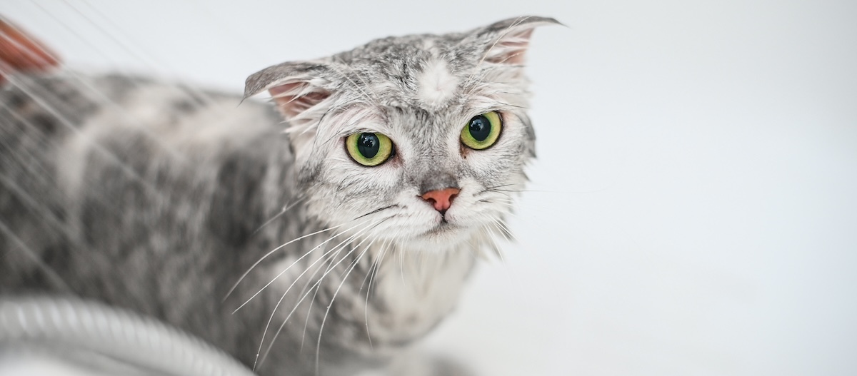 Eine grau-weiße Katze wird in der Badewanne gewaschen. Eine Katze wird in der Badewanne gewaschen.