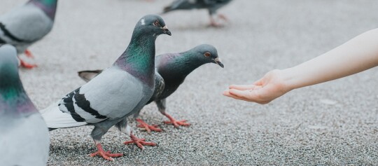 Ein Kind füttert mehrere Tauben.